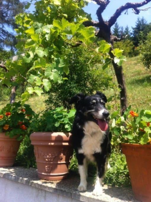 Charmantes Landhaus Mit Garten Und Traumhaftem Fernblick Thal  Εξωτερικό φωτογραφία